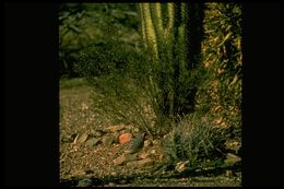 Image of Gambel's Quail