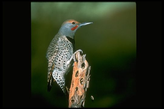 Colaptes auratus (Linnaeus 1758) resmi