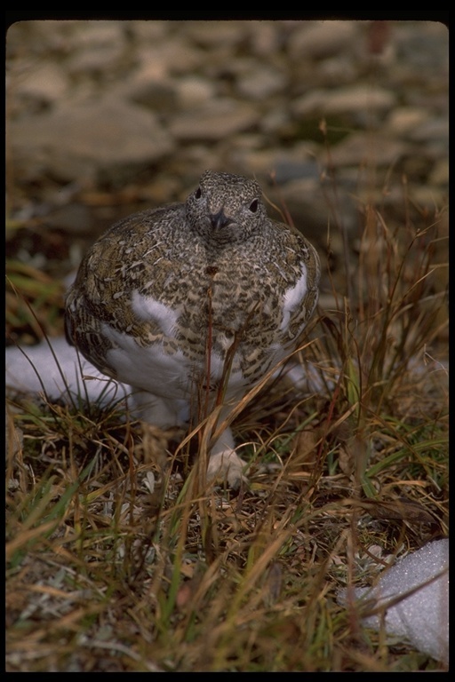 Imagem de Lagopus leucura (Richardson 1831)