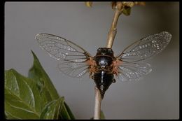 Image of Okanagana occidentalis (Walker & F. 1866)