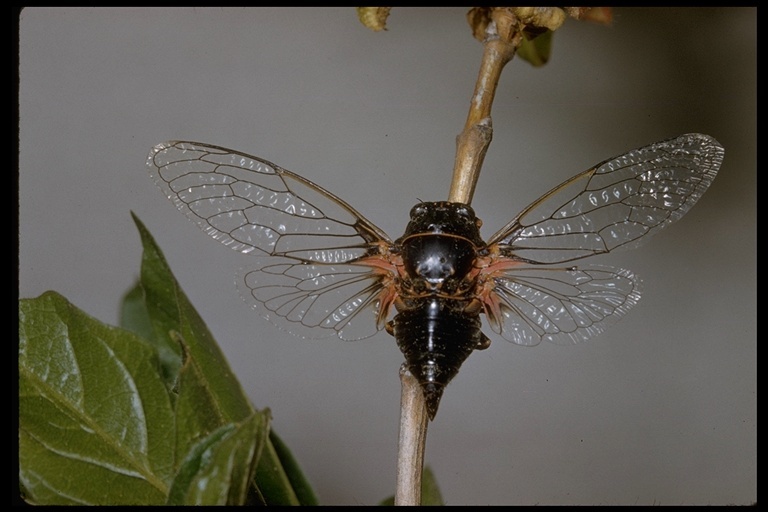 Okanagana occidentalis (Walker & F. 1866)的圖片