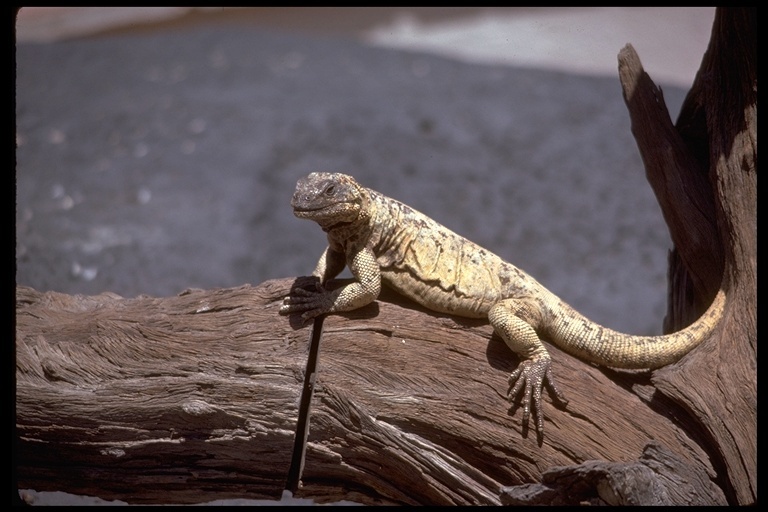 Image of Common Chuckwalla