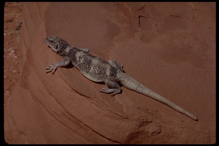 Image of Common Chuckwalla