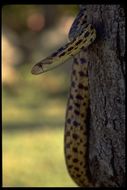 Image of Pituophis catenifer deserticola Stejneger 1893