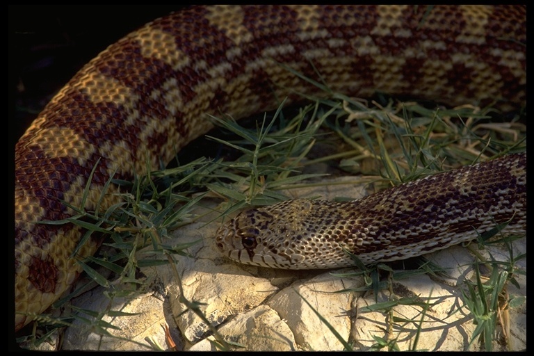 Image of Pituophis catenifer affinis Hallowell 1852