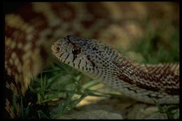 Image of Pituophis catenifer affinis Hallowell 1852