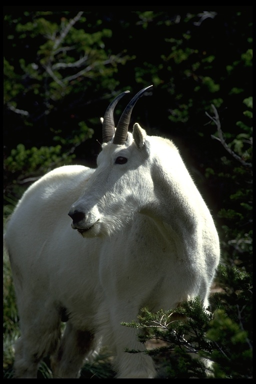 Image of Mountain Goat