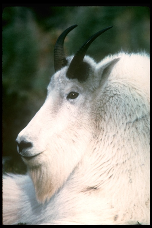 Image of Mountain Goat