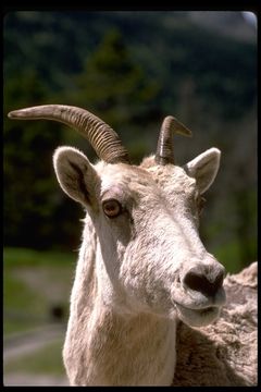 Image of Mountain Goat