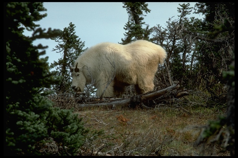 Image of Mountain Goat