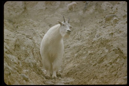 Image of Mountain Goat