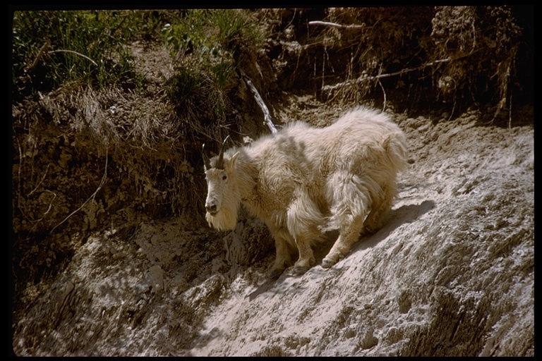 Image of Mountain Goat