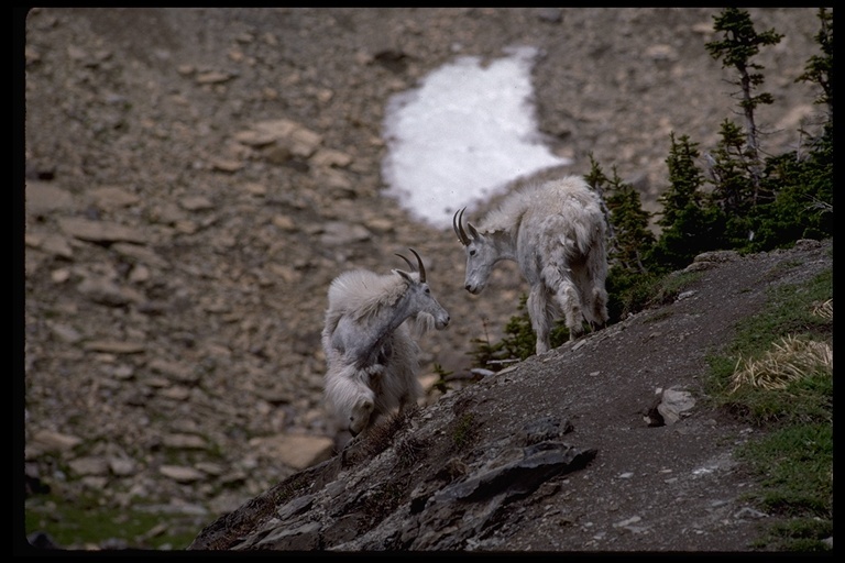 Image of Mountain Goat