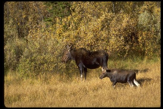 Image of North American Elk