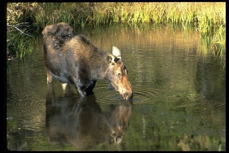 Image of North American Elk