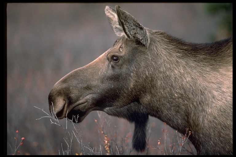 Image of North American Elk