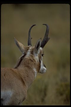 Image of pronghorn