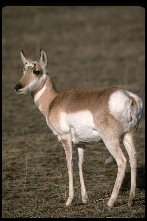 Image of pronghorn