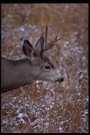 Image of mule deer