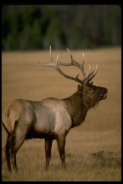 Image of <i>Cervus canadensis</i>