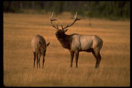 Image of <i>Cervus canadensis</i>