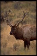 Image of <i>Cervus canadensis</i>