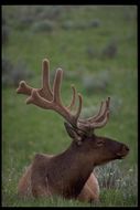 Image of <i>Cervus canadensis</i>