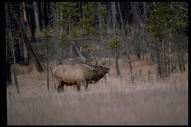 Image of <i>Cervus canadensis</i>