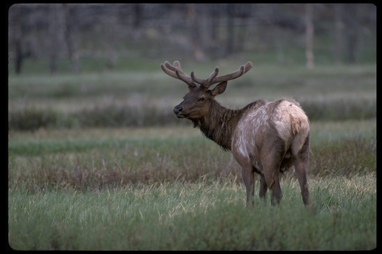 Image of <i>Cervus canadensis</i>