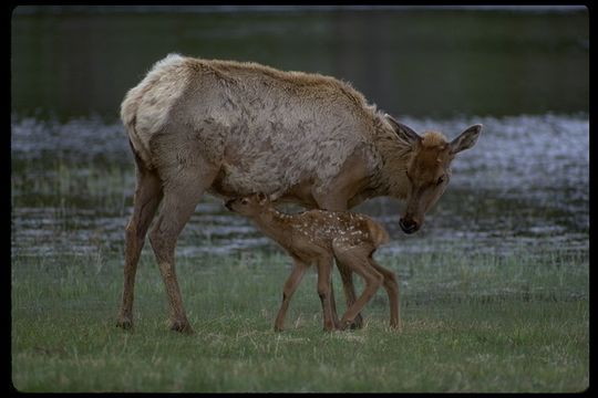 Image of <i>Cervus canadensis</i>