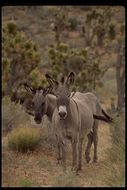 Image of Ass -- Feral donkey