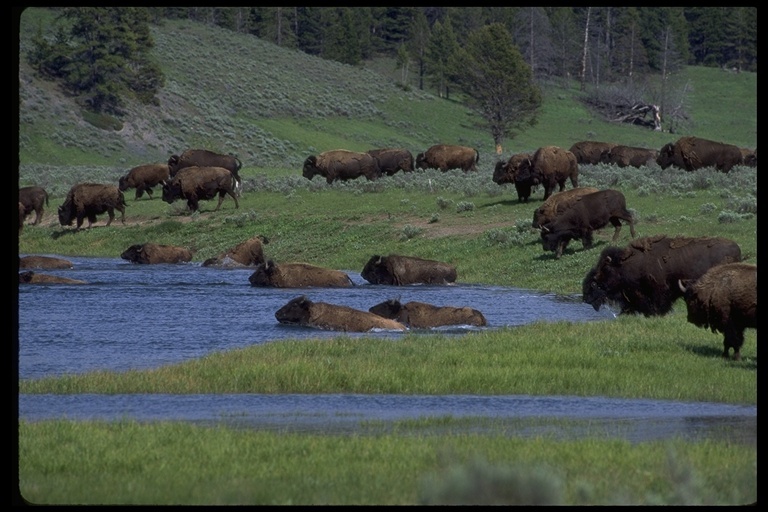 Image of American Bison