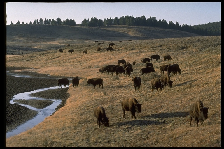 Image of American Bison