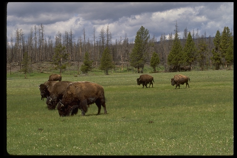 Слика од американски бизон