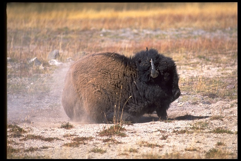 Image of American Bison