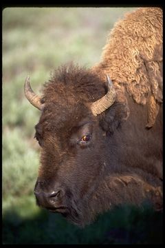 Image of American Bison