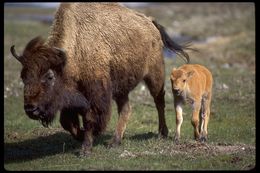 Image of American Bison