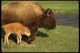 Image of American Bison