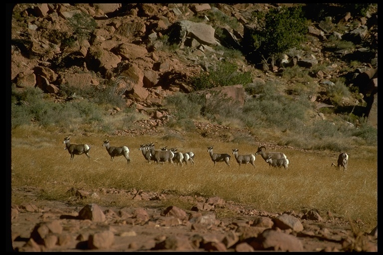 Image of bighorn sheep