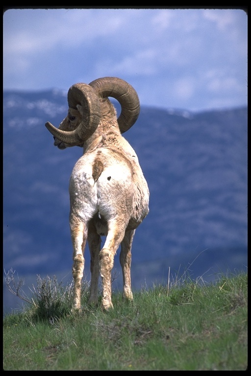 Image of bighorn sheep