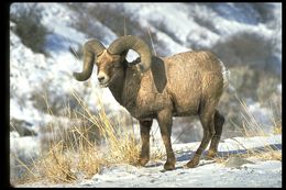 Image of bighorn sheep