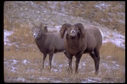 Image of bighorn sheep