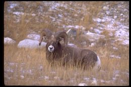 Image of bighorn sheep