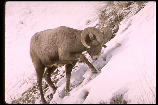 Image of bighorn sheep