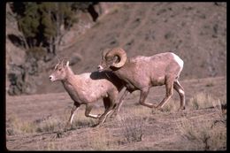 Image of bighorn sheep