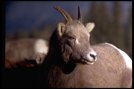 Image of bighorn sheep