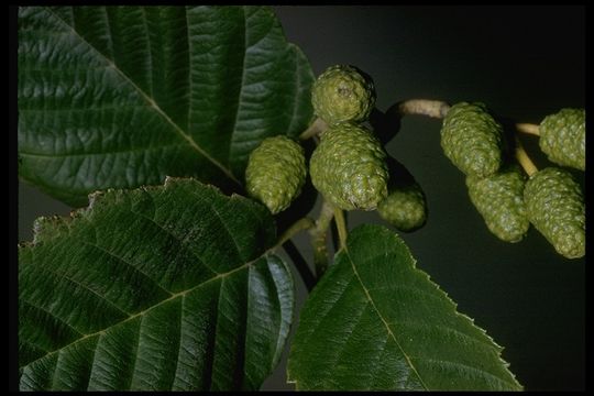 Image of Oregon Alder