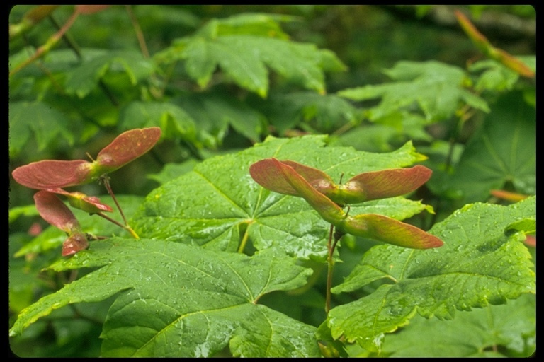 Слика од Acer circinatum Pursh