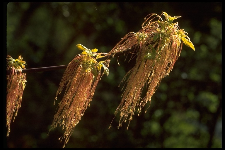 Imagem de Acer negundo var. californicum (Torr. & Gray) Sarg.