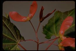 Image of Vine Maple